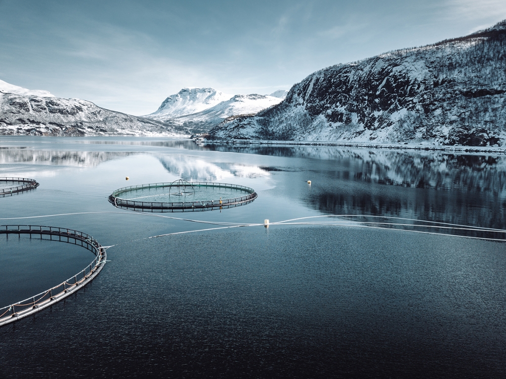 New Norwegian Cuisine The Future Of Seafood Sons Of Norway   GettyImages 1131621310 Sm 1024x767 