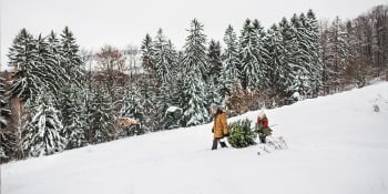 father and son carrying evergreen tree down a hill