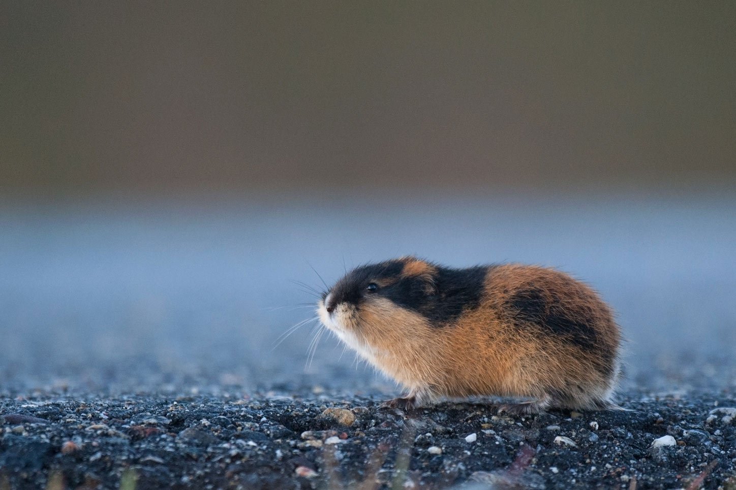 Lemming - The Little Giant Of The North 